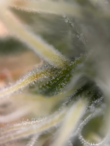 Am inside — flower, day 78