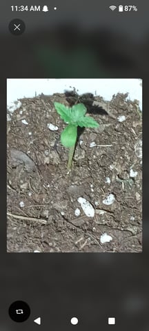 First Twins — grow_setup, day 2