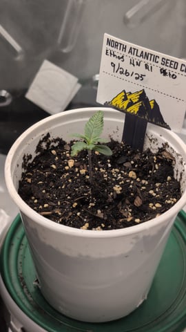 memphisto 3 bears OG, ethos high note r1 — seedling_rooting, day 11
