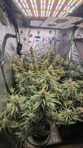 Strawberry Cheesecake Seedsman Seeds Autoflowers x2 — flower, day 90