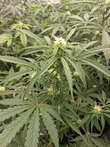 first auto grow — flower, day 54