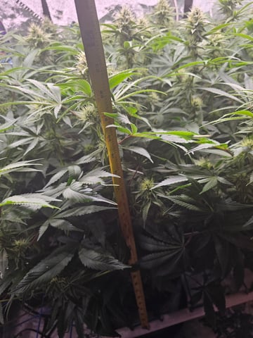 scrog from cut.  — flower, day 50