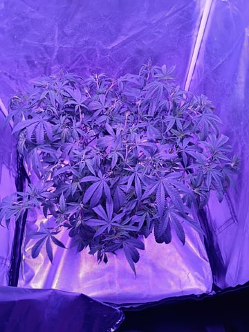 Purple Plum Perfect 💜 & 2 Grape Runtz 🍇 Mainlining garden.  — vegetative, day 129