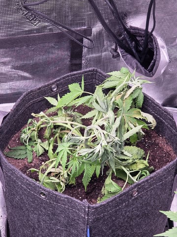 Blue Dream Feminized  — vegetative, day 40