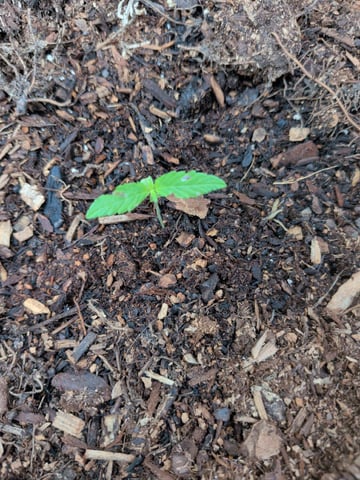 2026 — seedling_rooting, day 17