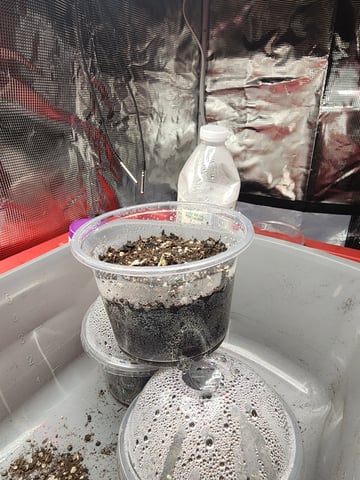 HE1E we GROW  — germination, day 25