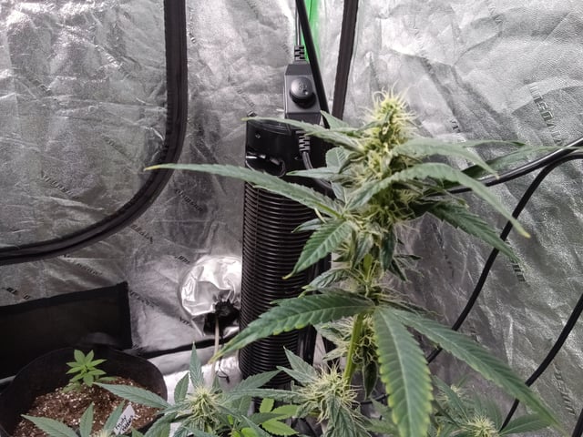 Blackberry Moonrocks Auto & Purple Tropicana Cookies Auto — flower, day 44