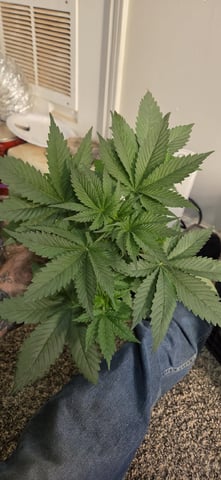 First GROE — none, day 4