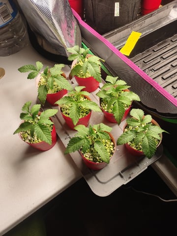Mainely Genetics Micro Pheno Hunt — seedling_rooting, day 10