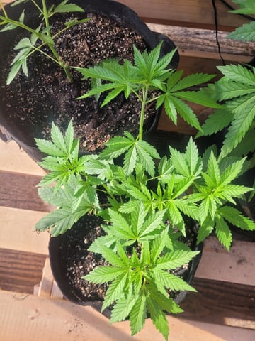Making Crosses  — vegetative, day 69