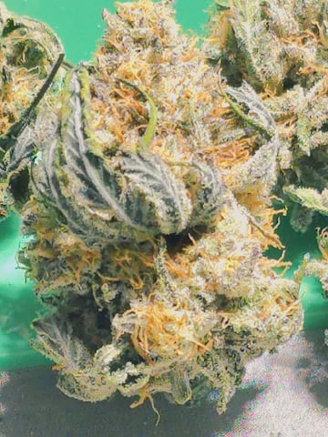 Dirty Bird - Thousand Island Fem & Platinum Kush Breath Remix x Grape Cakehead Fem Photo  — harvest, day 133