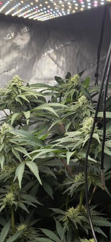 Maple Nectar  — flower, day 71