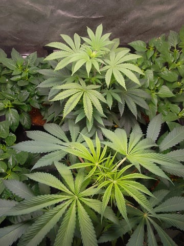 blue dream bag seed — vegetative, day 32