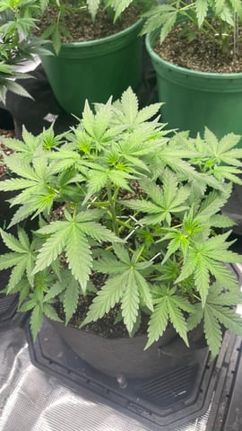 Rippleys OG Auto (Mephisto Genetics) 1st Attempt at Autos — vegetative, day 41