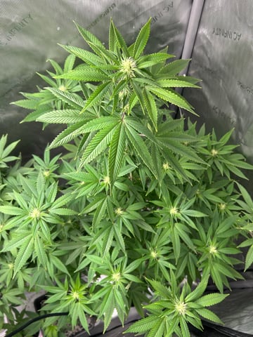 Stardust OG  — flower, day 106