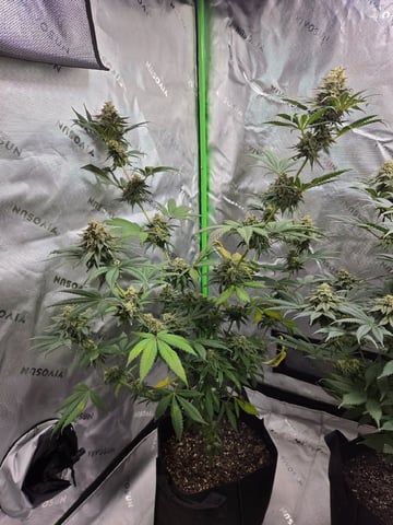 Bruce Banner #4  — flower, day 113