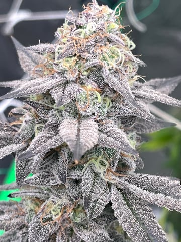 Rookie — flower, day 33