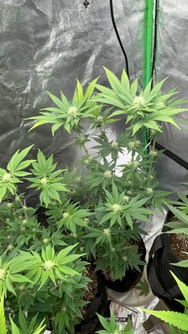 CB (Fem Photo) — flower, day 45