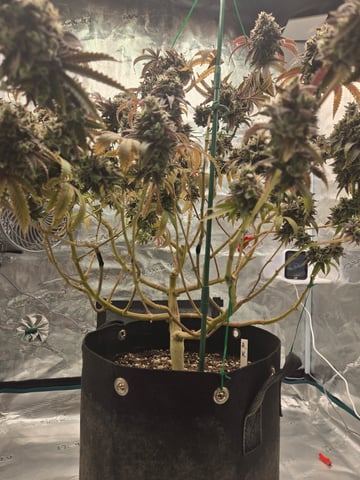 2nd Grow 3x5 tent — flower, day 149