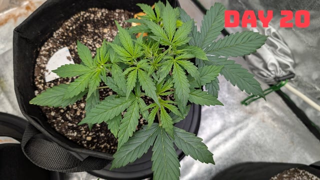 Strawberry Cheesecake Seedsman Seeds Autoflowers x2 — seedling_rooting, day 23