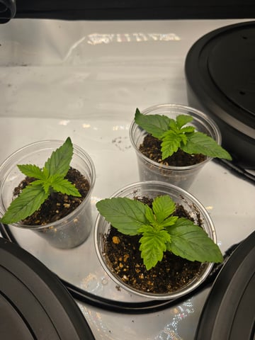 Purple Haze  — seedling_rooting, day 5