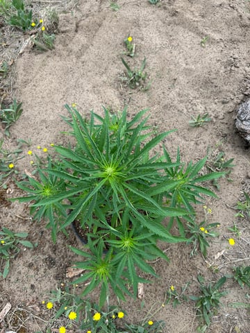 Bruce Banner — grow_setup, day 2