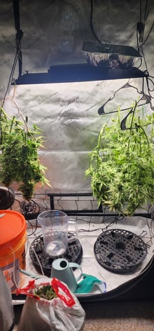 FastBuds Trainwreck Auto — harvest, day 72