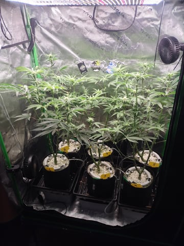 Mainely Genetics Micro Pheno Hunt