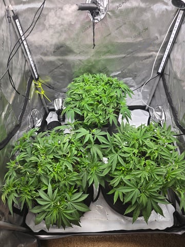 Purple Haze  — vegetative, day 33