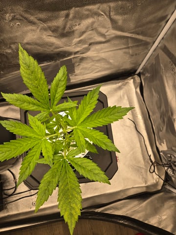 Spider-Farmer Hydro — vegetative, day 25