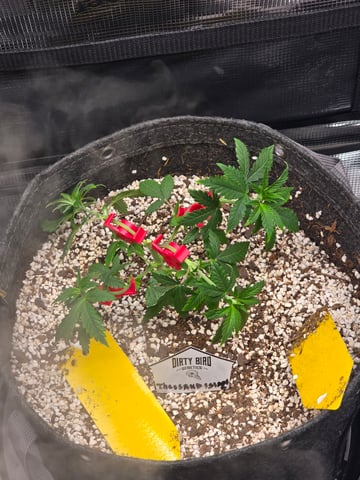 Dirty Bird - Thousand Island Fem & Platinum Kush Breath Remix x Grape Cakehead Fem Photo  — vegetative, day 29