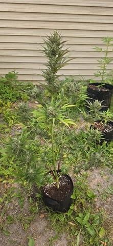 Watermelon Auto
