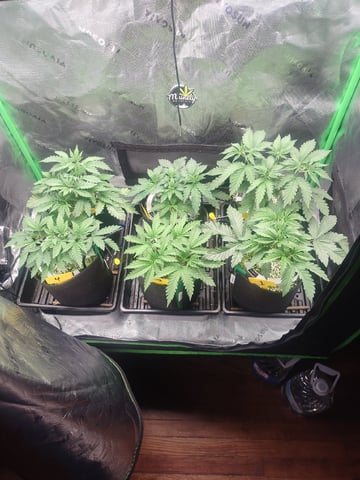 Mainely Genetics Micro Pheno Hunt — vegetative, day 27