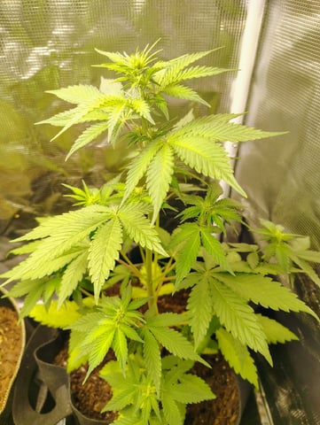 Pcsmoker99  — flower, day 34