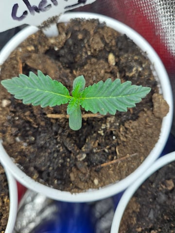 fruitstripe-x-breathworks VS Tropical cherry vs kush cake. vs og haze — vegetative, day 15