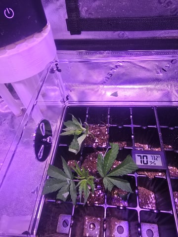 MOTHER ROOM — vegetative, day 36