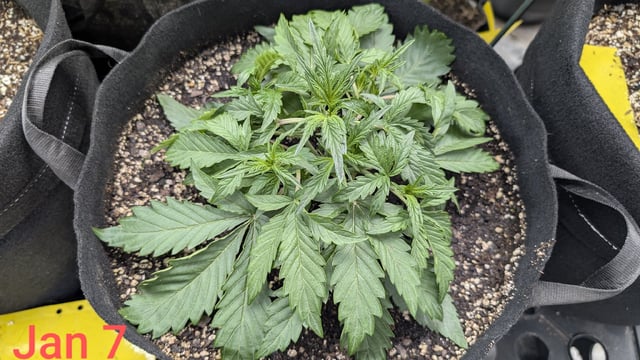 Perpetual Autoflower Mixed Grow #3 — germination, day 20