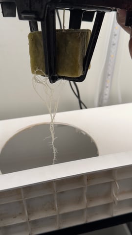 Northern Lights  — vegetative, day 16