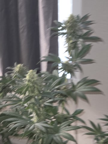 Bruce Banner #4  — flower, day 100