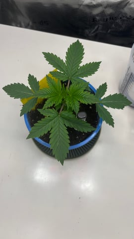 #1 momo (purple punch) — vegetative, day 17