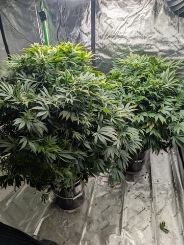 First Legal Grow — flower, day 106