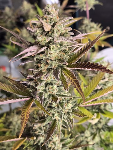 GDP auto 3X5 tent — flower, day 123