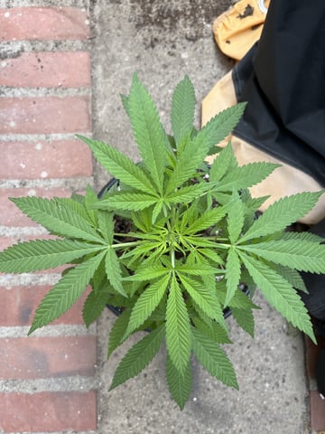 3masketeers — vegetative, day 30