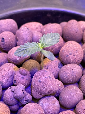 1st Ever Grow (Fat Bastard)(RDWC)  — seedling_rooting, day 10