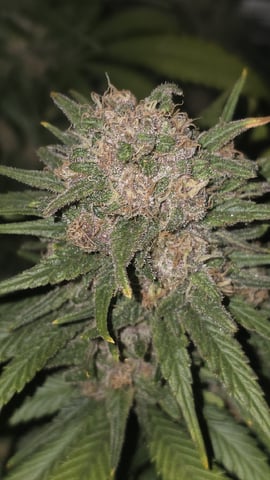 Original 1990 genetics  — flower, day 117