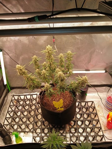 Lsd25, Dosido,GDP All Autos. — grow_setup, day 65