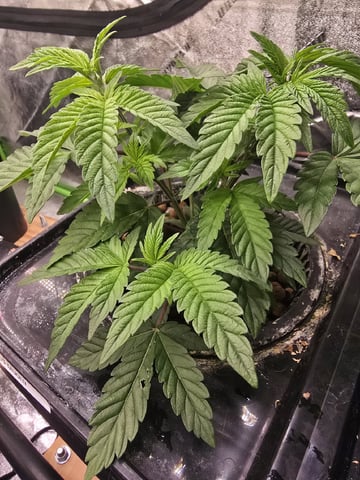 Dr. Sleep — vegetative, day 71