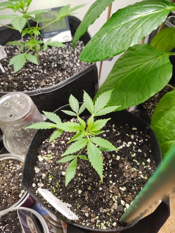 something new — vegetative, day 35