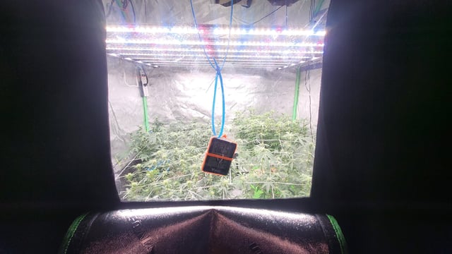 1st grow indoors(cardboard box to 2x2x4 to 5x5x6) — flower, day 102