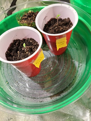 b1. — seedling_rooting, day 1